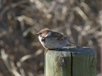 L1260356_Eurasian Tree Sparrow.jpg