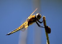4 spotted chaser 7 (R).jpg