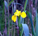 Yellow Iris 2 (R).jpg