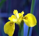 Yellow Iris 1 (R).jpg
