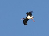 L1270476_Black Stork.jpg