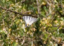 ScarceSwallowtail.jpg