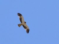 L1270954_Booted Eagle.jpg
