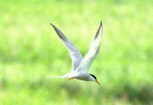 Common Tern (R).jpg