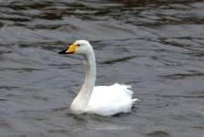 Whooper Swan 4 (R).jpg