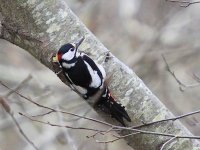 IMG_9786_Great Spotted Woodpecker.jpg
