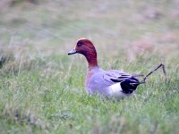 IMG_0407_Wigeon in the gale.jpg