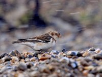 IMG_0533_Snow Bunting in the gale.jpg