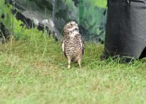 253 burrowing owl.jpg