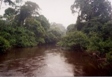 local patch in Cameroon 1.jpg