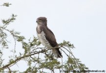 beaudouin's short-toed snake-eagle, QE NP, Uganda, 10-2011474 v2.jpg