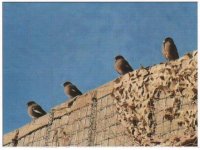 Afghan Birds.jpg