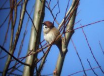 tree sparrow 2.JPG