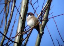 tree sparrow.JPG