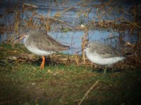 knot and redshank.JPG