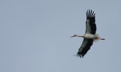 White Stork (1200x724).jpg
