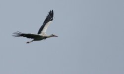 White Stork 2 (1200x719).jpg