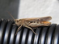 Field Grasshopper.jpg