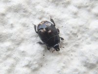Dor Beetle.jpg