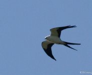 150 Swallow Tail Kite  3-8-2015.jpg