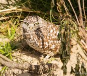 139 Burrowing Owl 2-21-2015.jpg