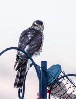 Sparrow hawk 50% cropped & processed.jpg