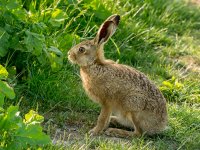 Close-hare-5-small.jpg