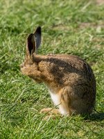Close-hare-2-small.jpg