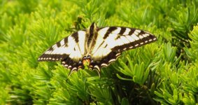 Swallowtail Butterfly , Boston Public Gardens 21 may 2015 resized.jpg