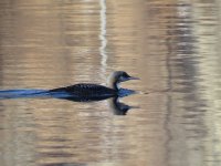 Pacific Diver 2.jpg