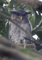 Barred Eagle Owl.jpg