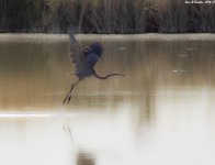 Great Blue Heron WM RS 0001.jpg