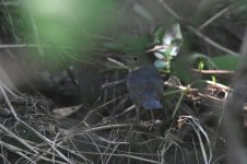 Siberian Blue Robin (01) - Copy.jpg