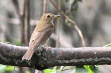 Brown-chested Jungle Flycatcher (01) - Copy.jpg