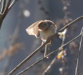 Field Sparrow  2-12-2017.jpg
