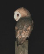 Barn Owl - Cornwall, Feb. 07.jpg