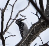 Hairy Woodpecker 2-19-2017.jpg