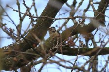 lesser spotted woodpecker, Shut Heath wood Tiptree, 24-03-2017 1230.JPG
