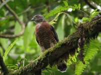 Double-toothed Kite kl.jpg