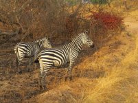 Zebra klein.jpg