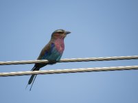 Lilac-breasted Roller klein.jpg
