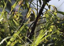 brown flanked bush warbler.JPG