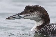 20180113 (21)_Great_Northern_Diver.JPG
