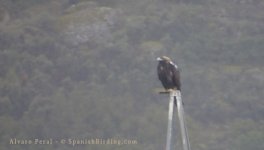 Águila-imperial-Andújar.jpg