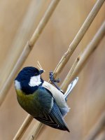 great tit in the reeds (6).jpg