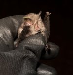 Lesser Horseshoe bat.JPG