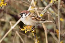 Tree-Sparrow-(7)-800webbforum.jpg