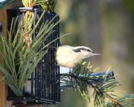 red-breasted nuthatch.jpg