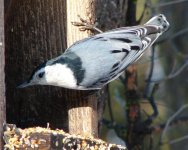 white-breasted nuthatch.jpg
