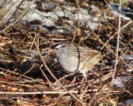 white-crowned sparrow.jpg